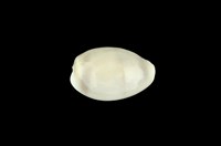 藏品(黃寶螺)的圖片